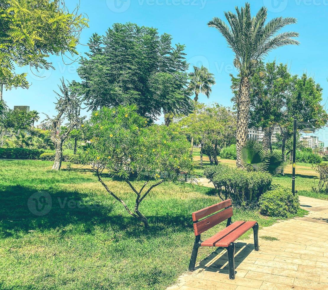 parc avec de grands arbres verts. forêt verte tropicale. un banc en bois cosy est installé dans le parc pour que les gens se détendent à l'ombre, loin de la chaleur d'un pays tropical photo