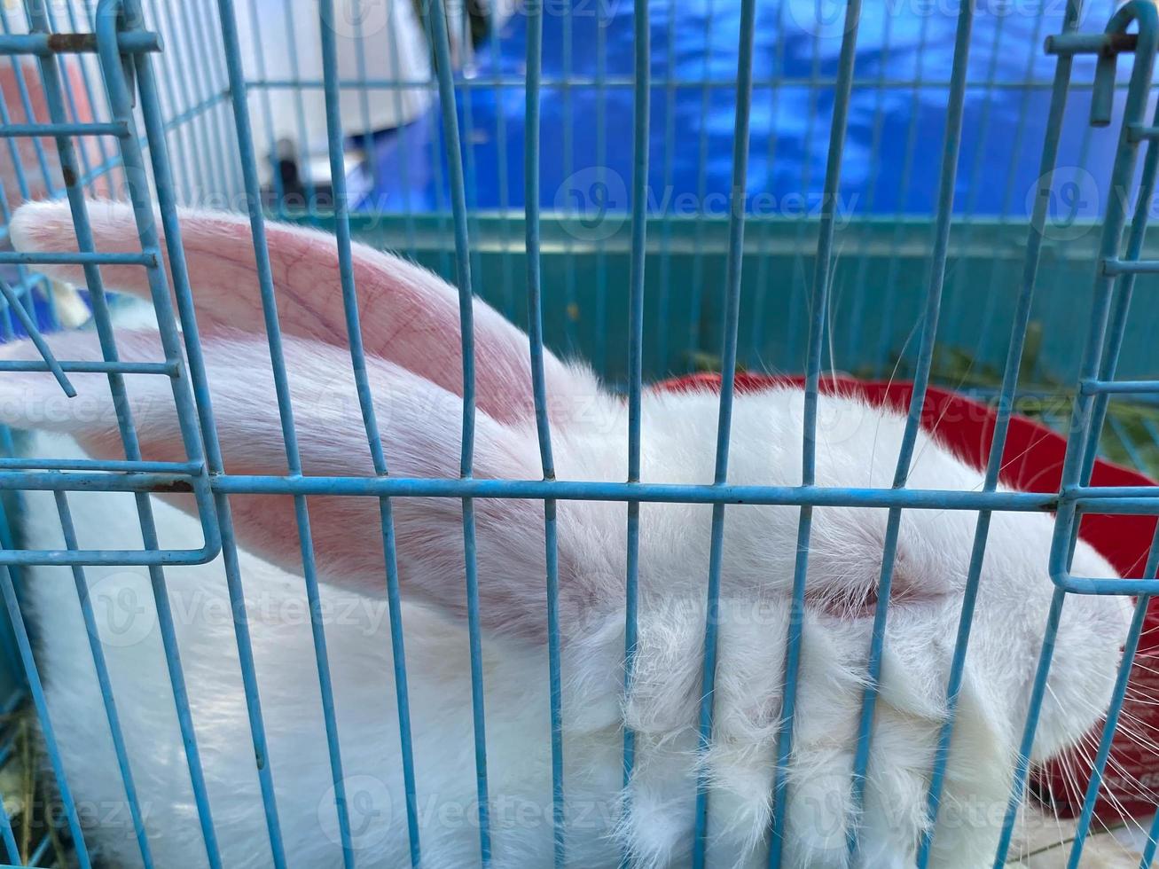 lapin blanc à vendre. lapin de pâques dans une cage photo