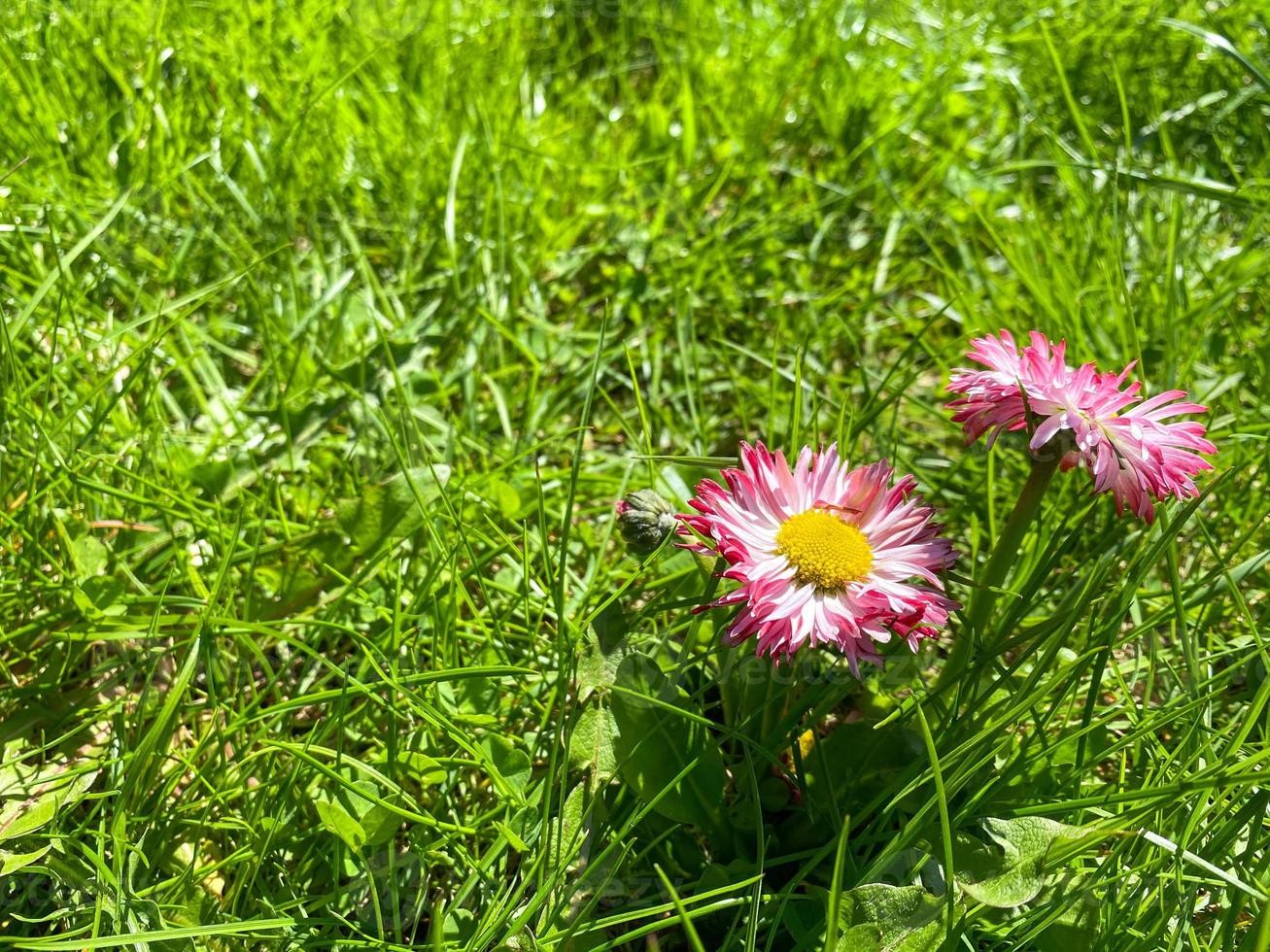 deux petites fleurs sauvages rouges avec du violet et du blanc avec des pétales et des tiges dans l'herbe verte fraîche du début du printemps de la pelouse photo