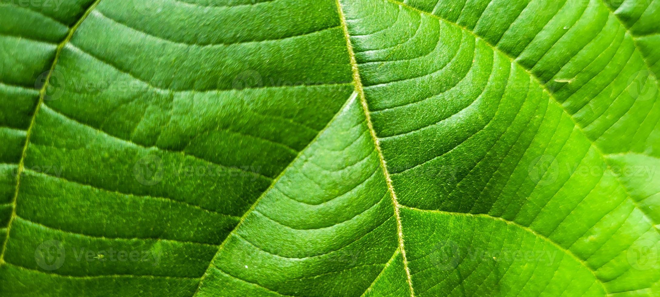 feuillage vert tropical avec des lignes abstraites photo
