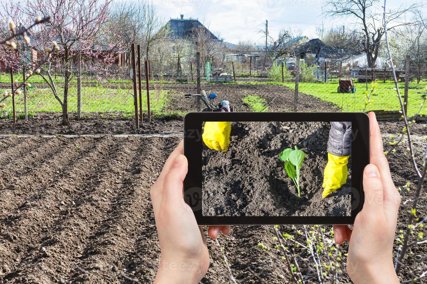 un agriculteur photographie la plantation de pousses de chou photo