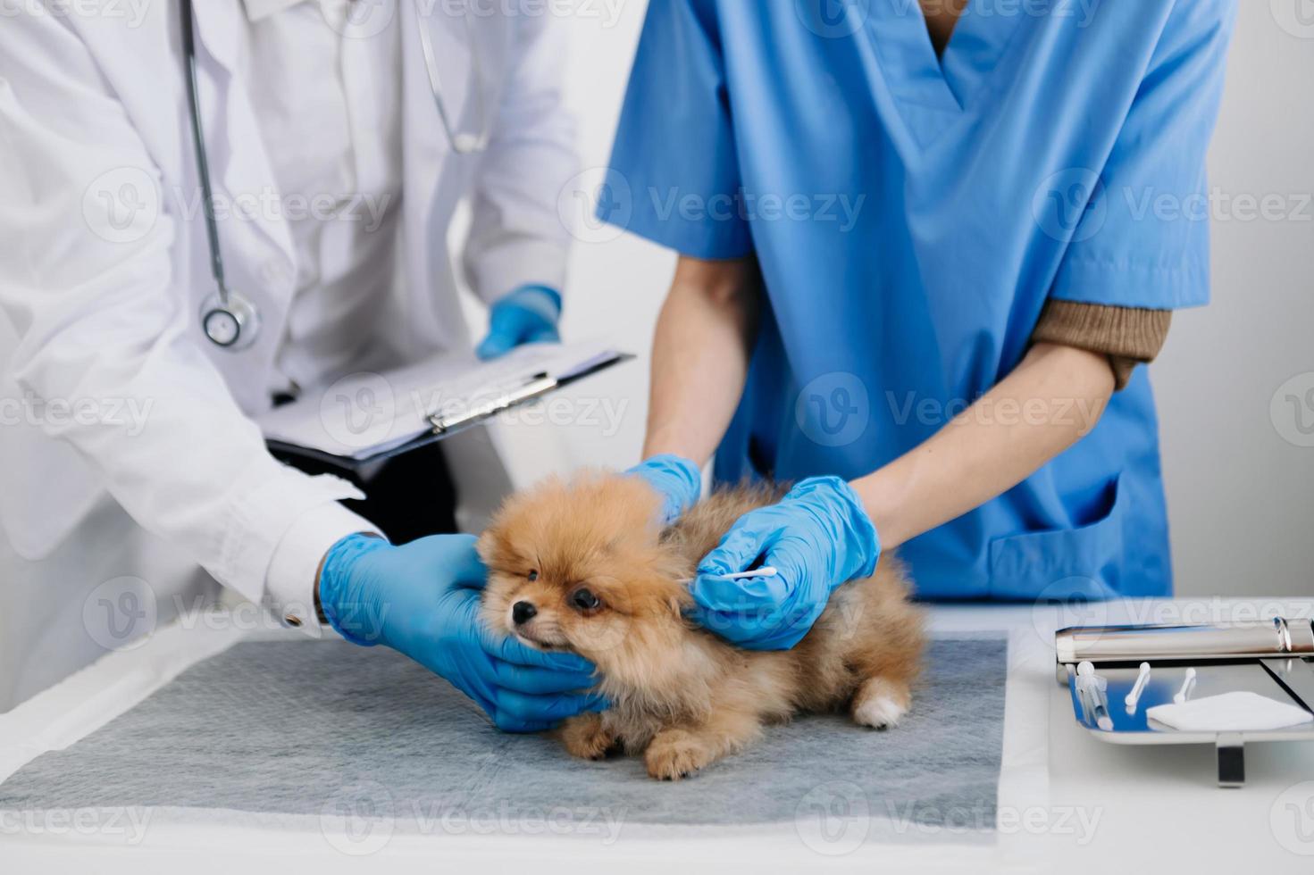 deux médecins l'examinent. concept de médecine vétérinaire. poméranien en clinique vétérinaire. photo