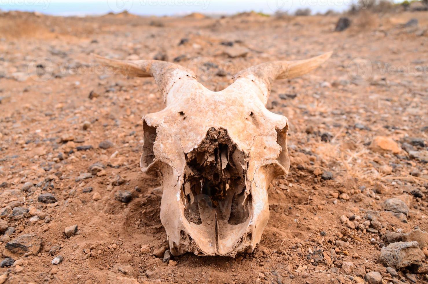 tête de mort de bélier photo