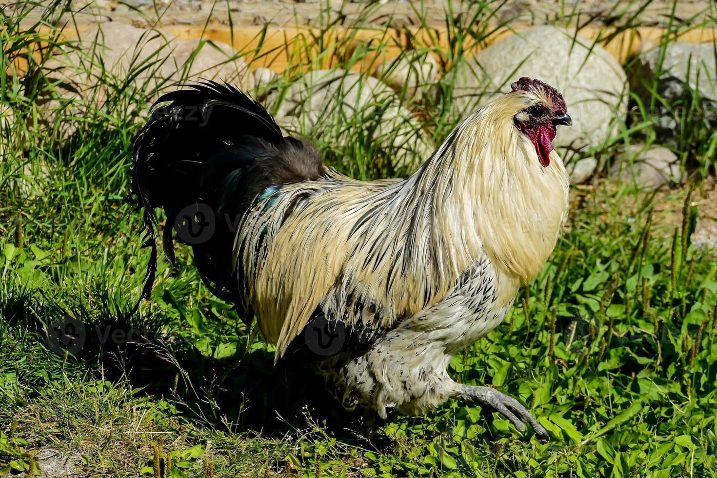 poulet dans l'herbe photo