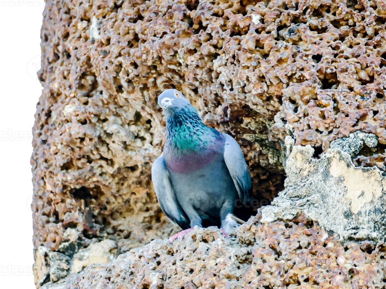 pigeon sur le mur photo