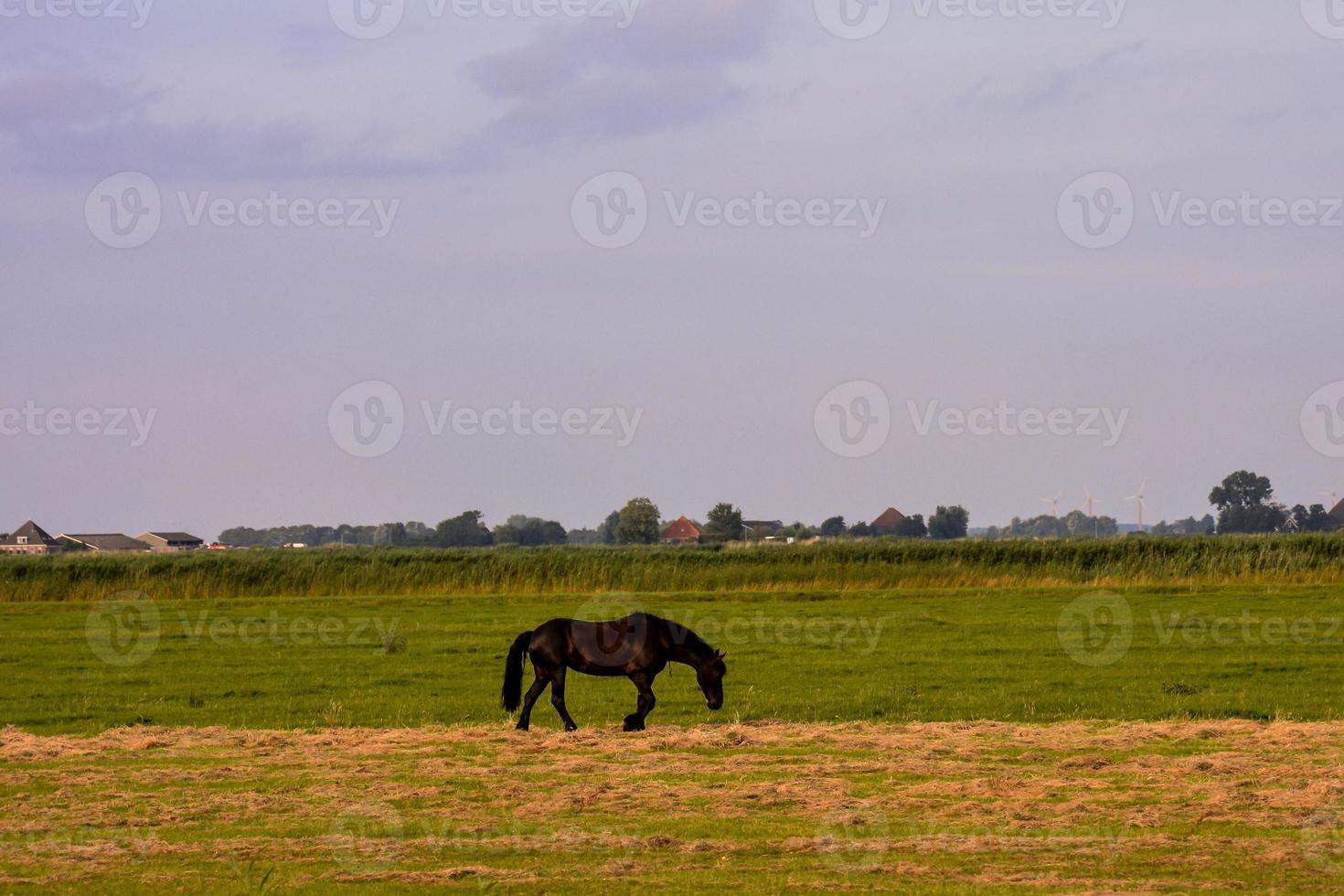 cheval dans le champ photo