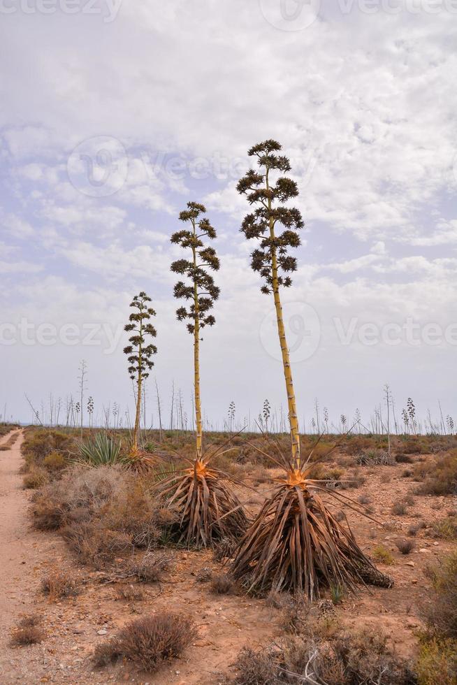 paysage aride photo