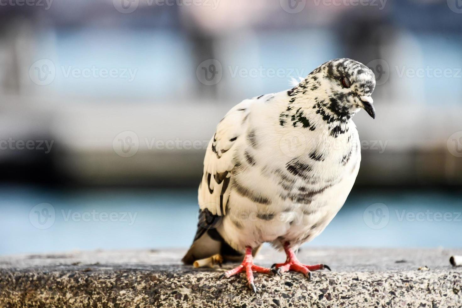 pigeon noir et blanc photo