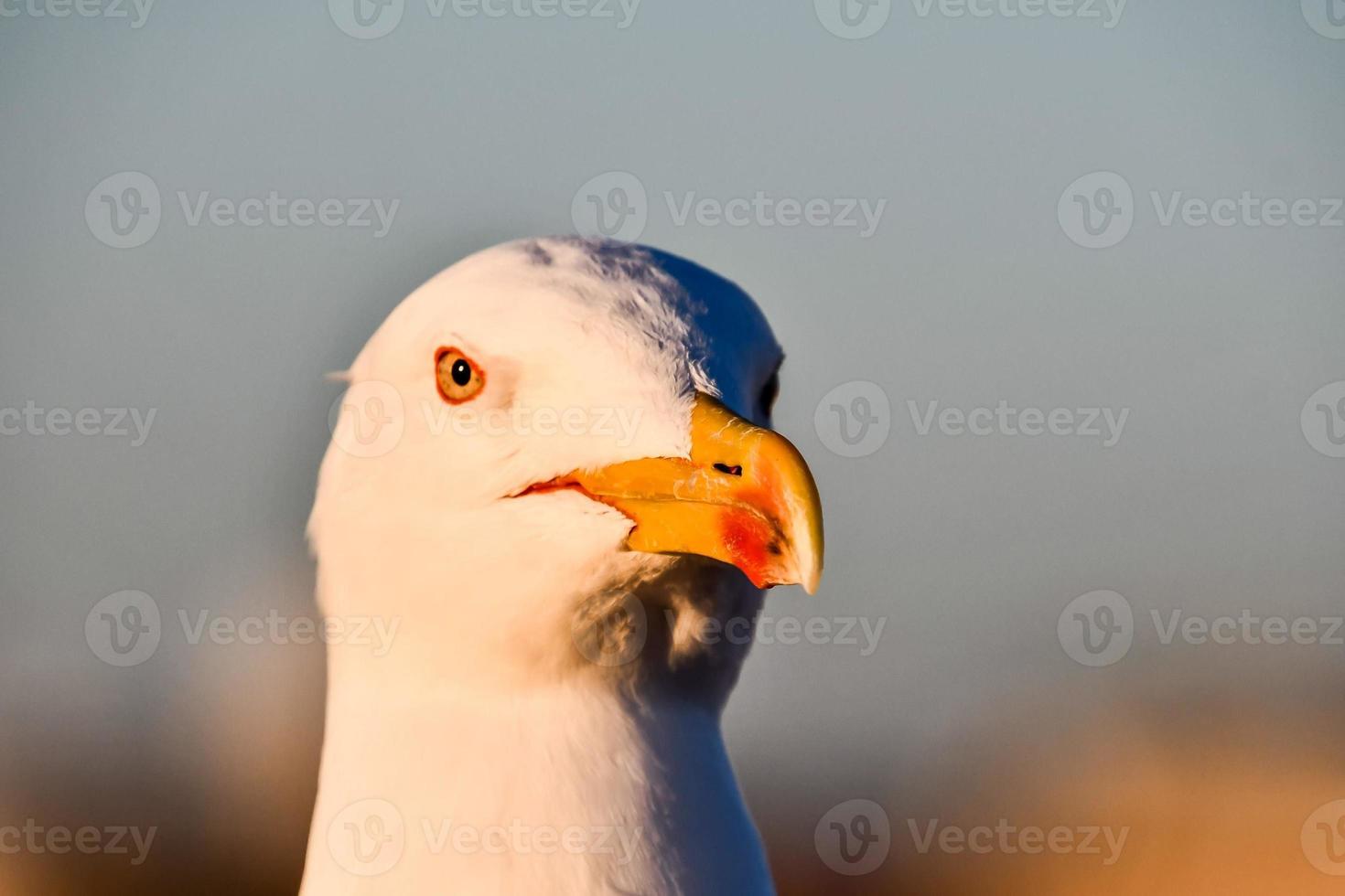 mouette de près photo