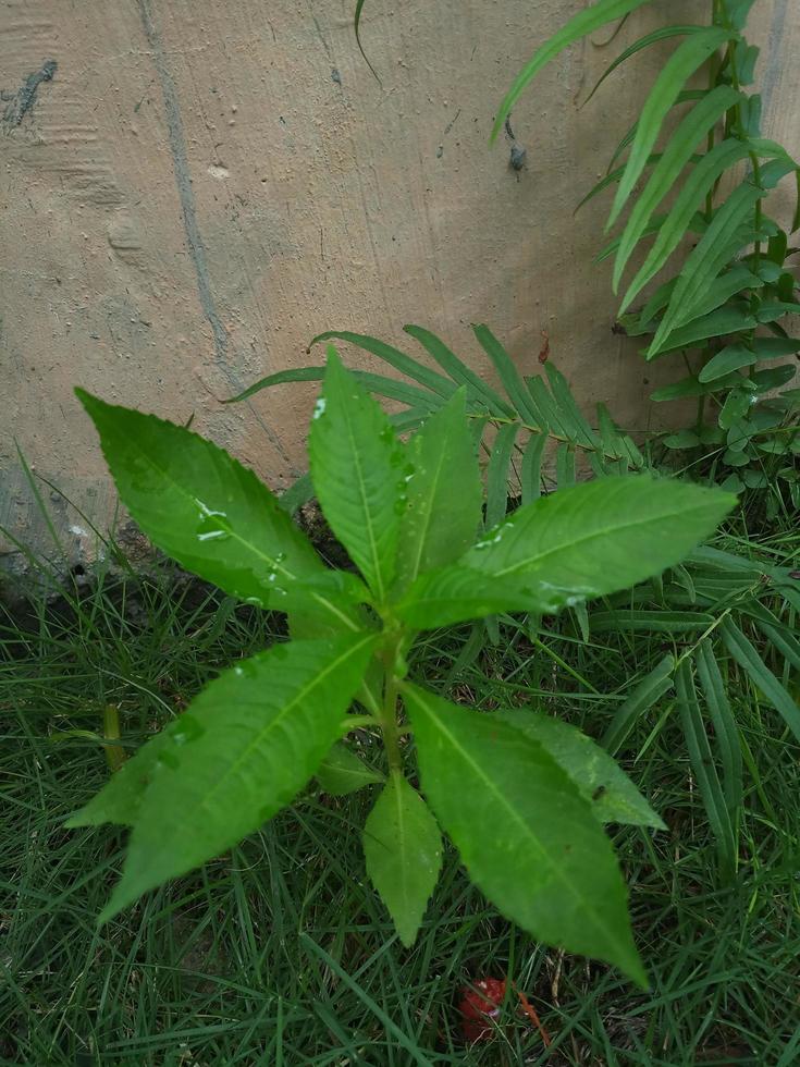 plante de fleur de henné d'eau avec fond d'herbe verte. photo