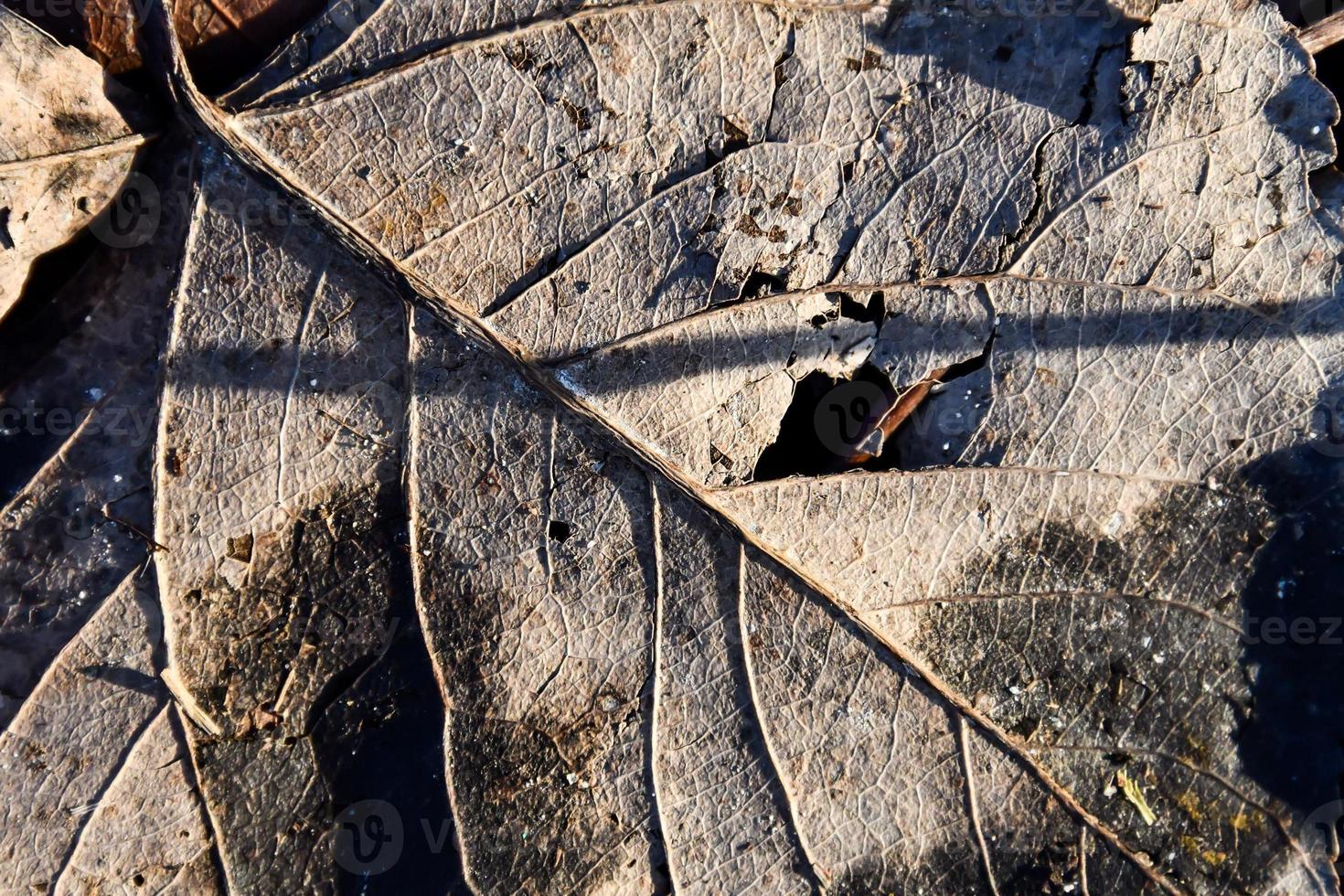 gros plan de feuilles sèches photo