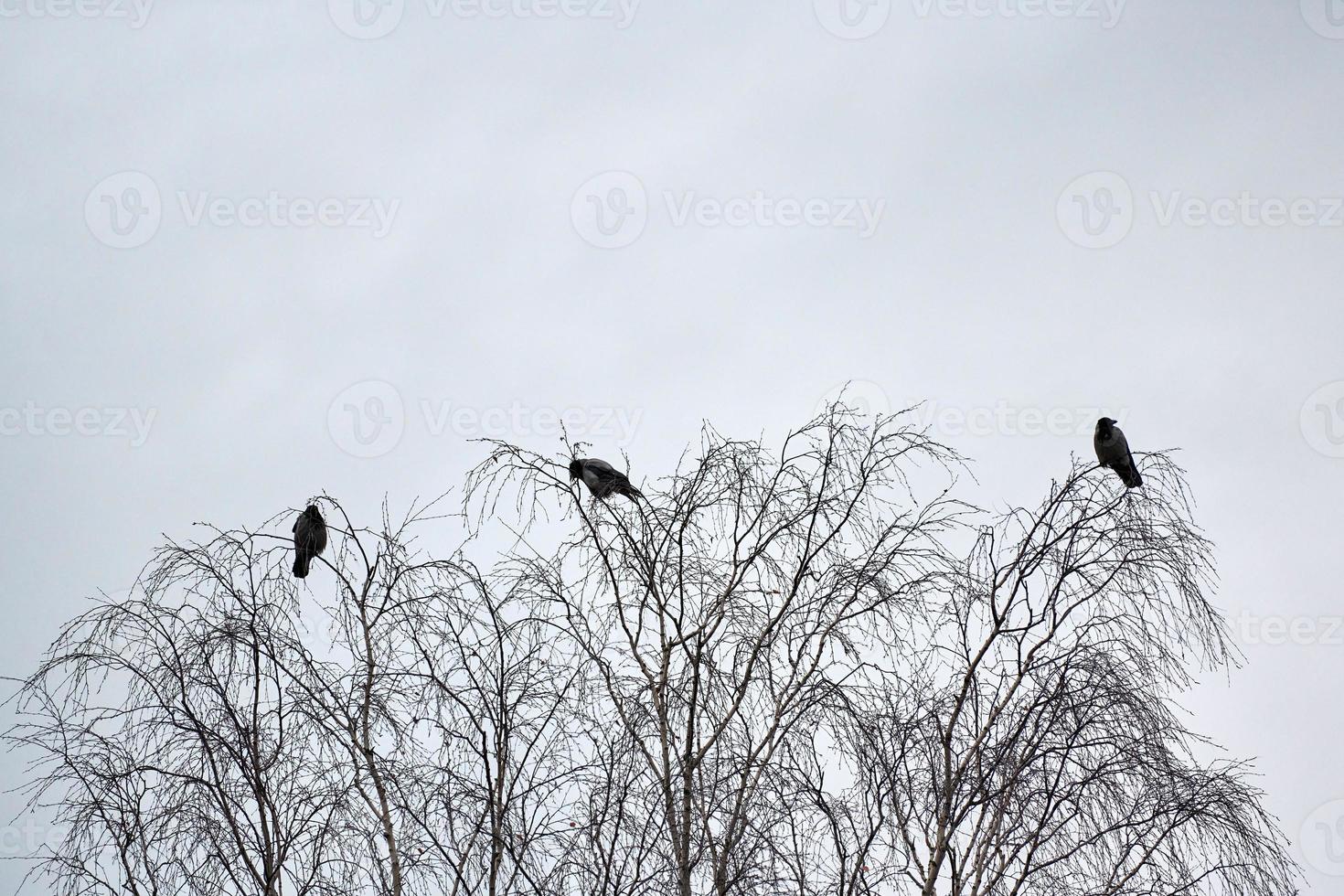 trois corbeaux assis sur des branches d'arbres photo