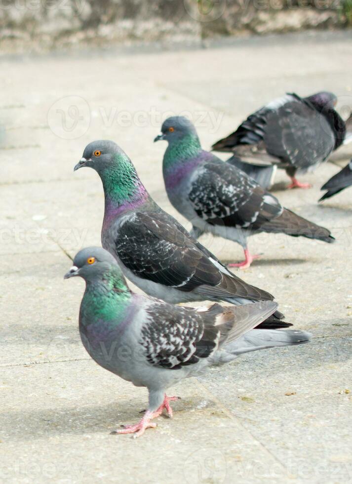 pigeons dans la rue photo