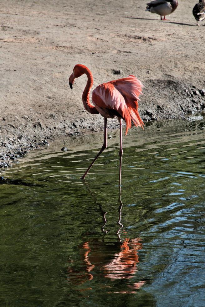 une vue d'un flamant rose photo