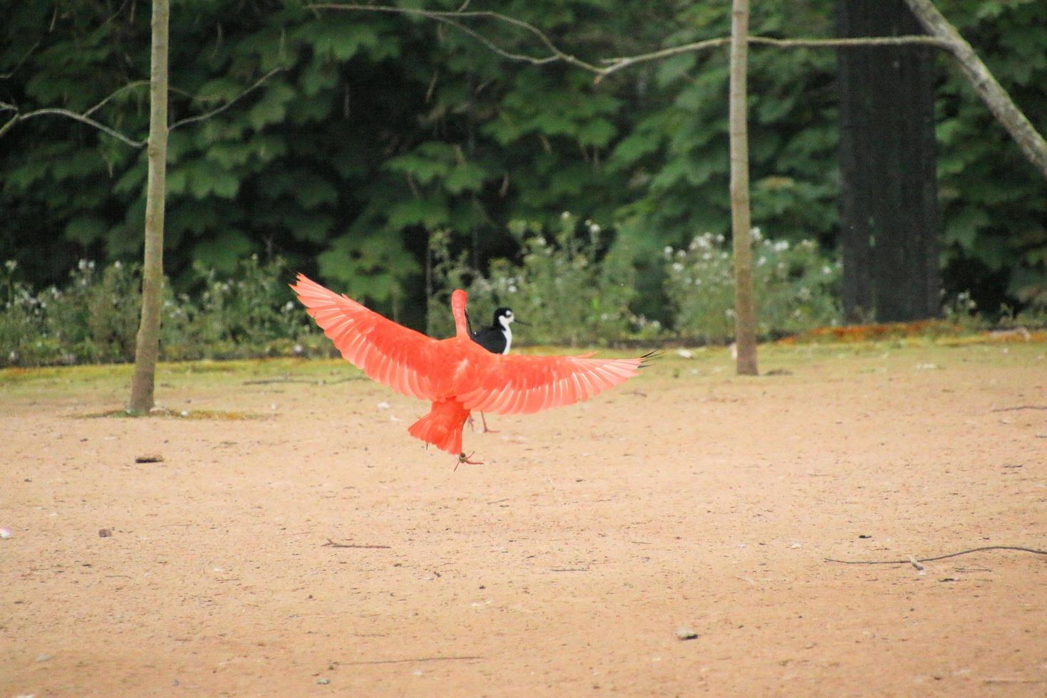 une vue d'un ibis écarlate photo