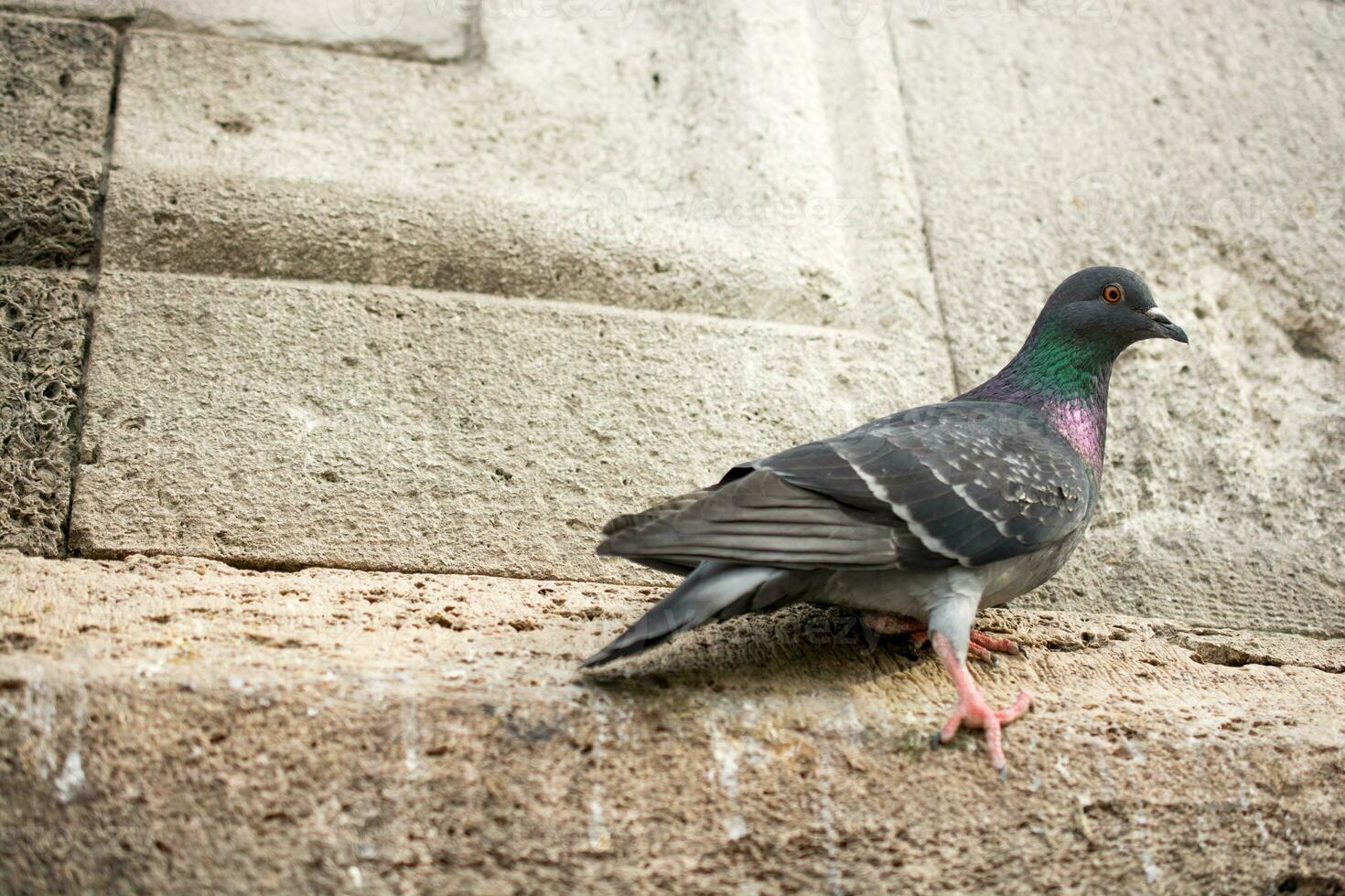 pigeons dans la rue photo