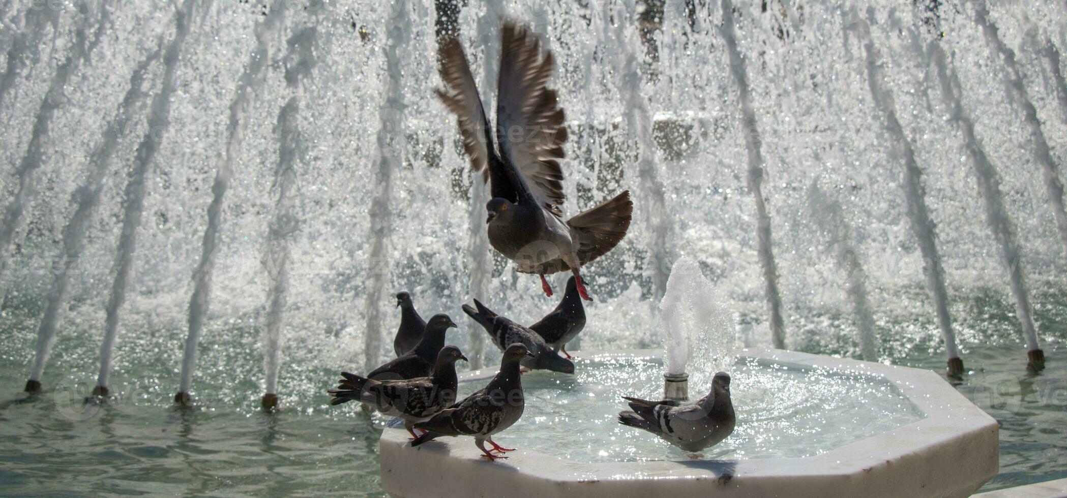 pigeons de la ville au bord de la fontaine photo