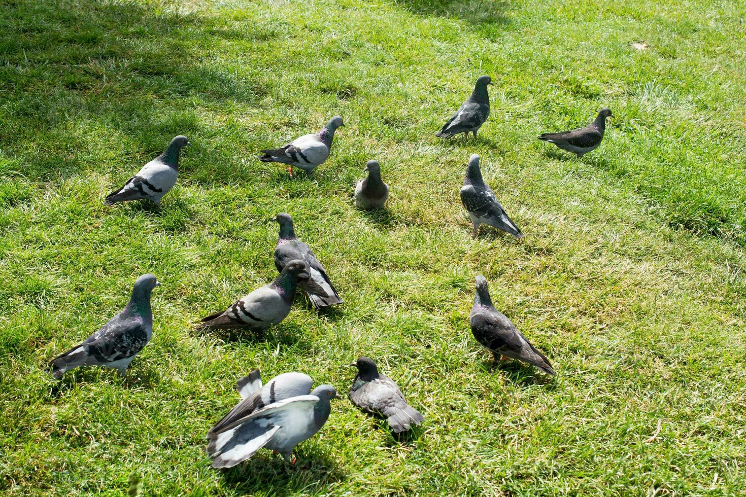 beaux pigeons sur l'herbe verte photo