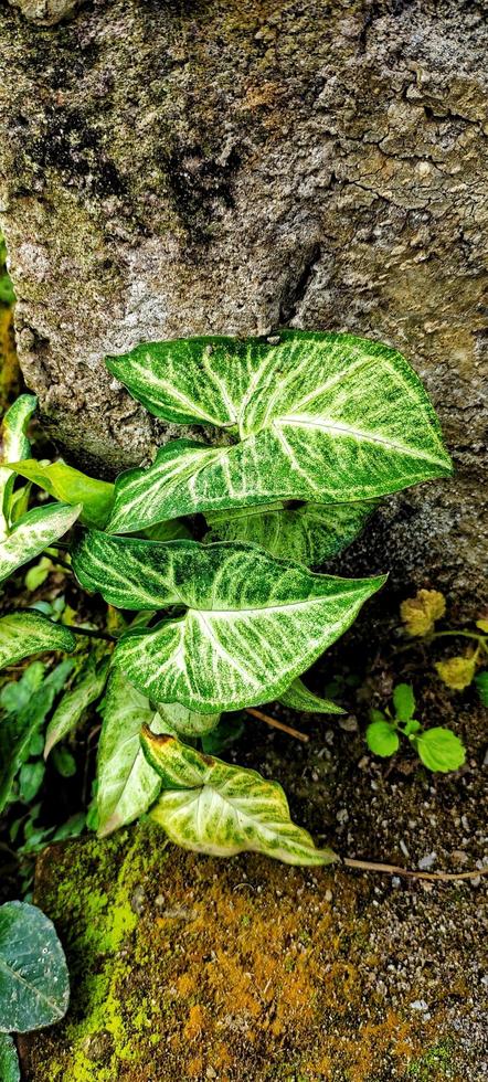 portrait de feuilles de taro ornementales de couleur vert vif, photo prise sous un angle élevé