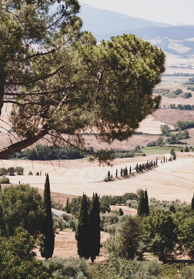 arbres verts dans la campagne photo