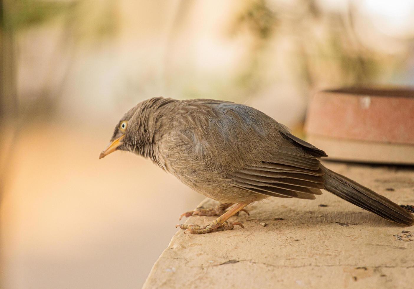 oiseau brun sur béton photo