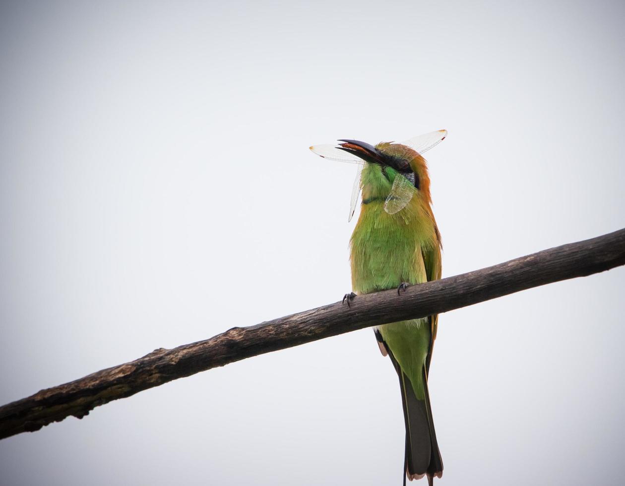 oiseau avec insecte dans la bouche photo