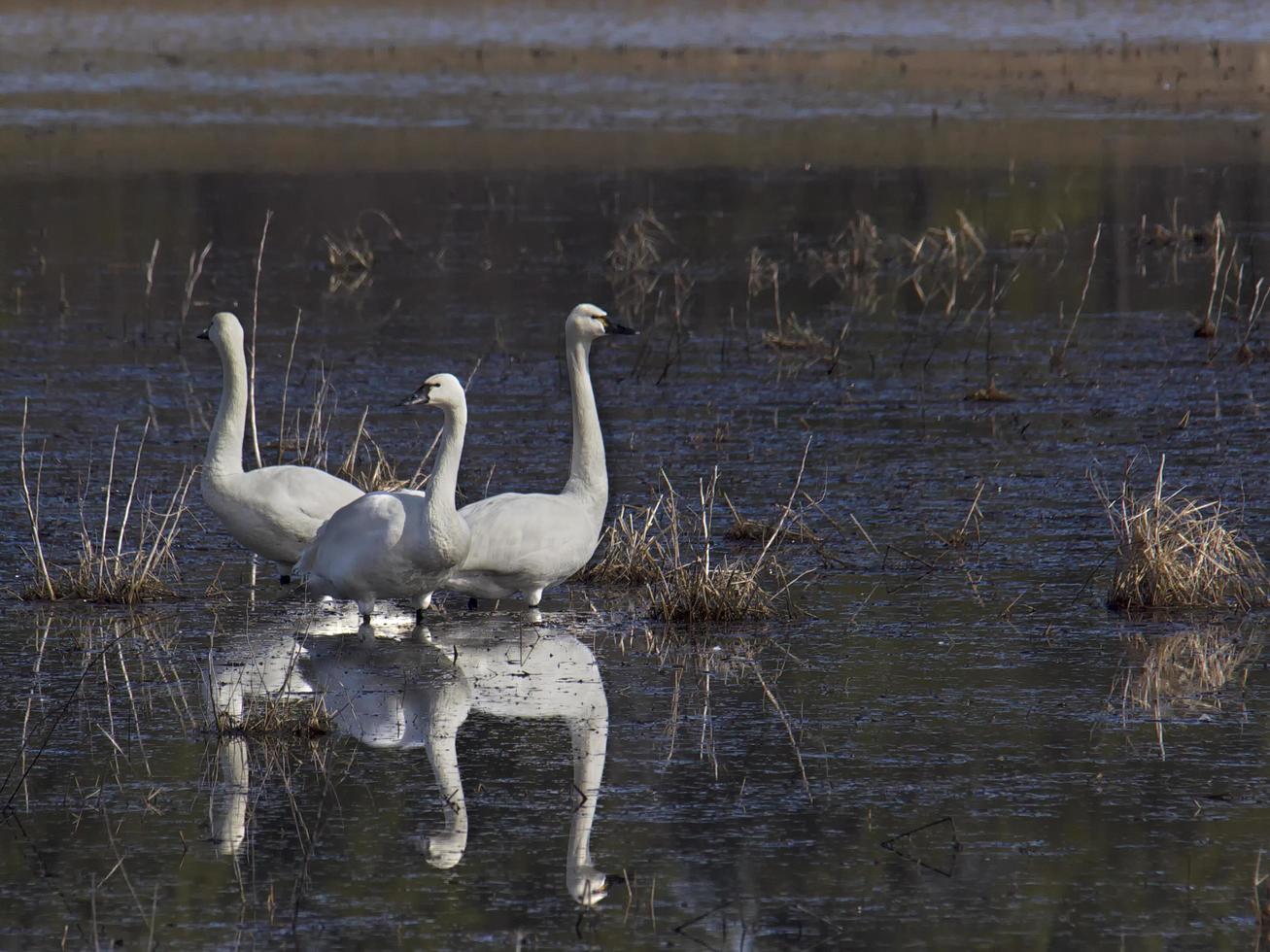 trois cygnes de la toundra et leur reflet photo