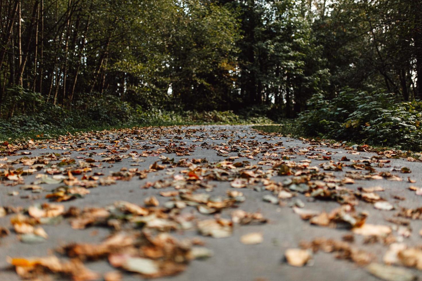 vue d'oeil de ver de feuilles brunes séchées photo