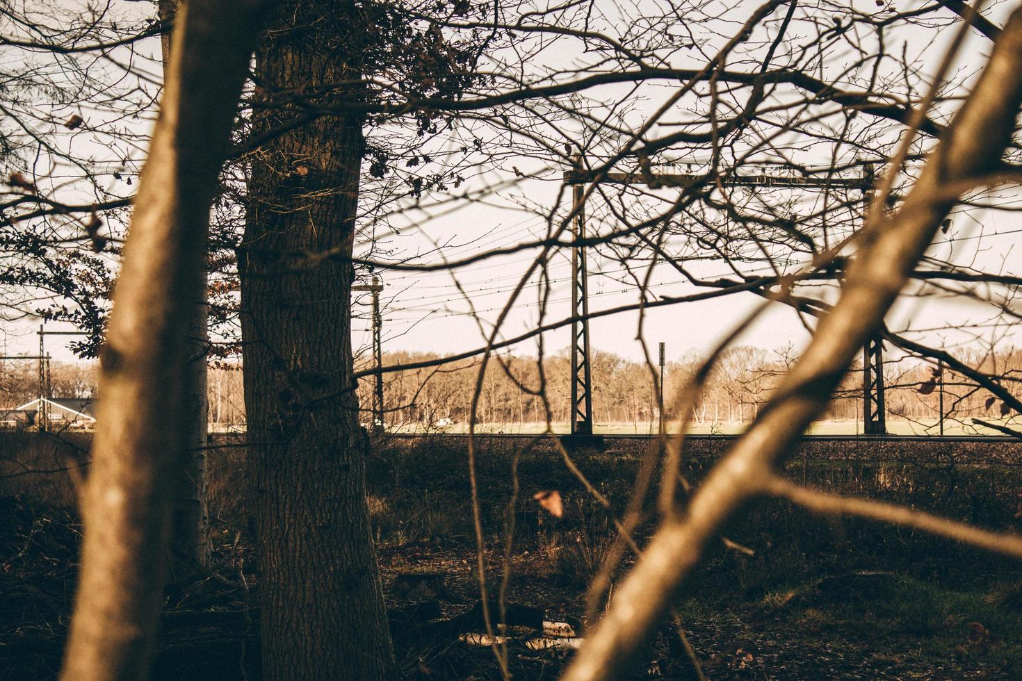 arbres nus pendant l'heure d'or photo