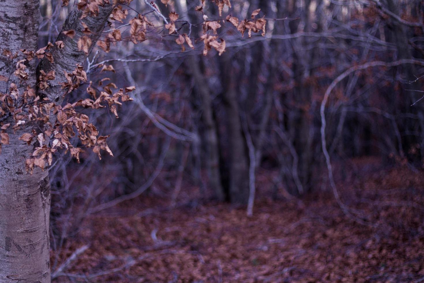 feuilles d'automne dans les bois photo