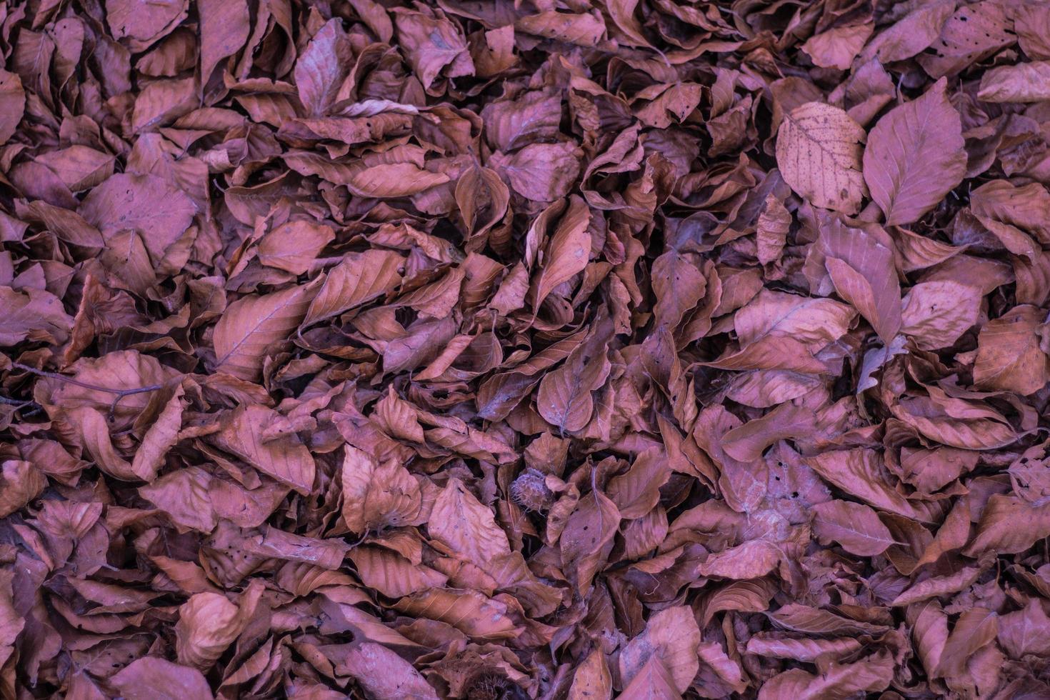 feuilles brunes séchées photo