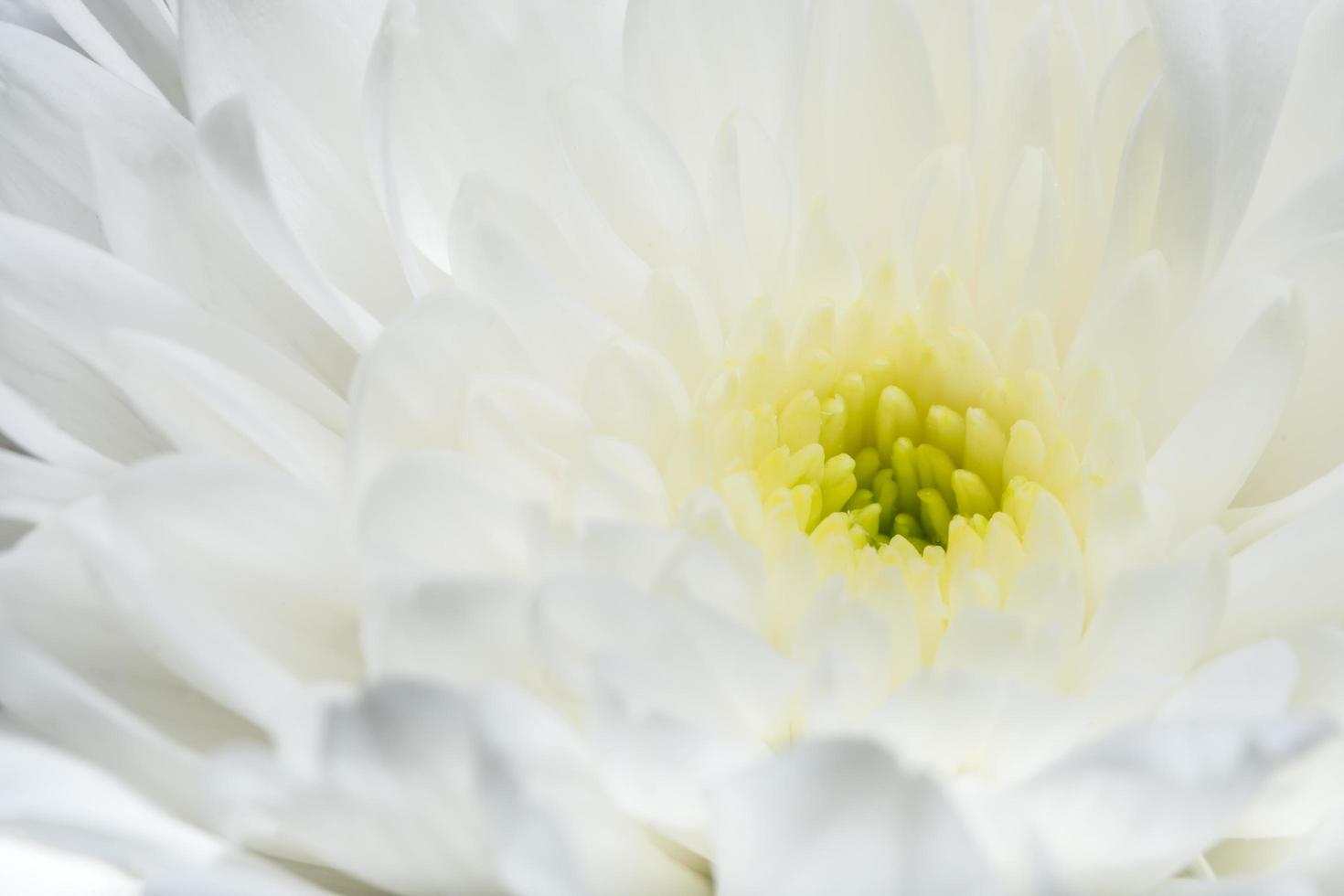 gros plan fleur blanche chrysanthème photo