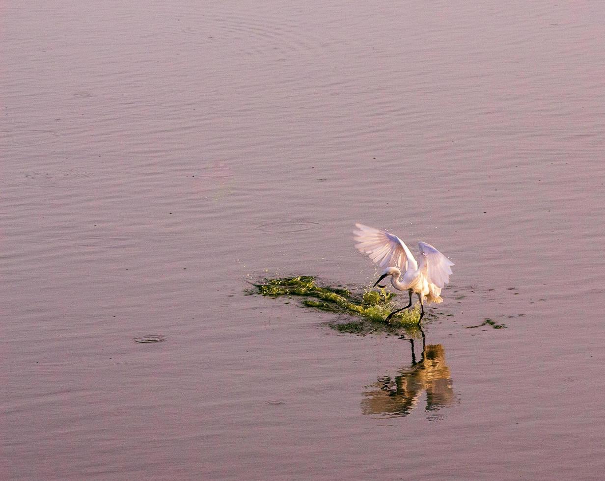 oiseau blanc sur un lac photo