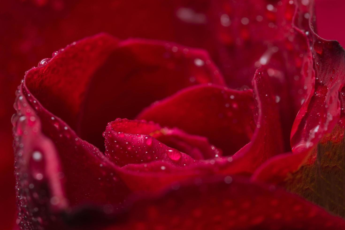 gros plan de belles roses rouges photo