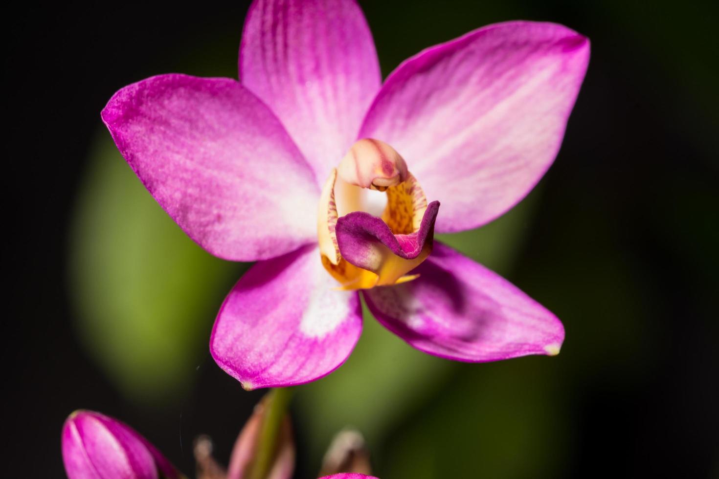 gros plan d'orchidée rose photo