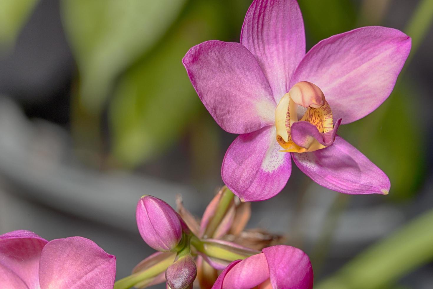 gros plan de fleur d'orchidée photo