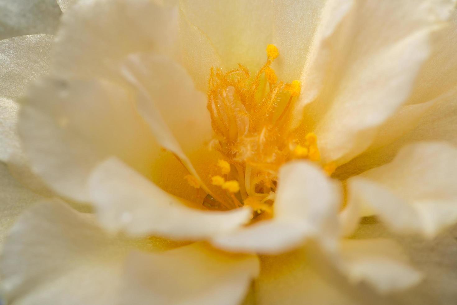 Macro fleur de portulaca oleracea photo