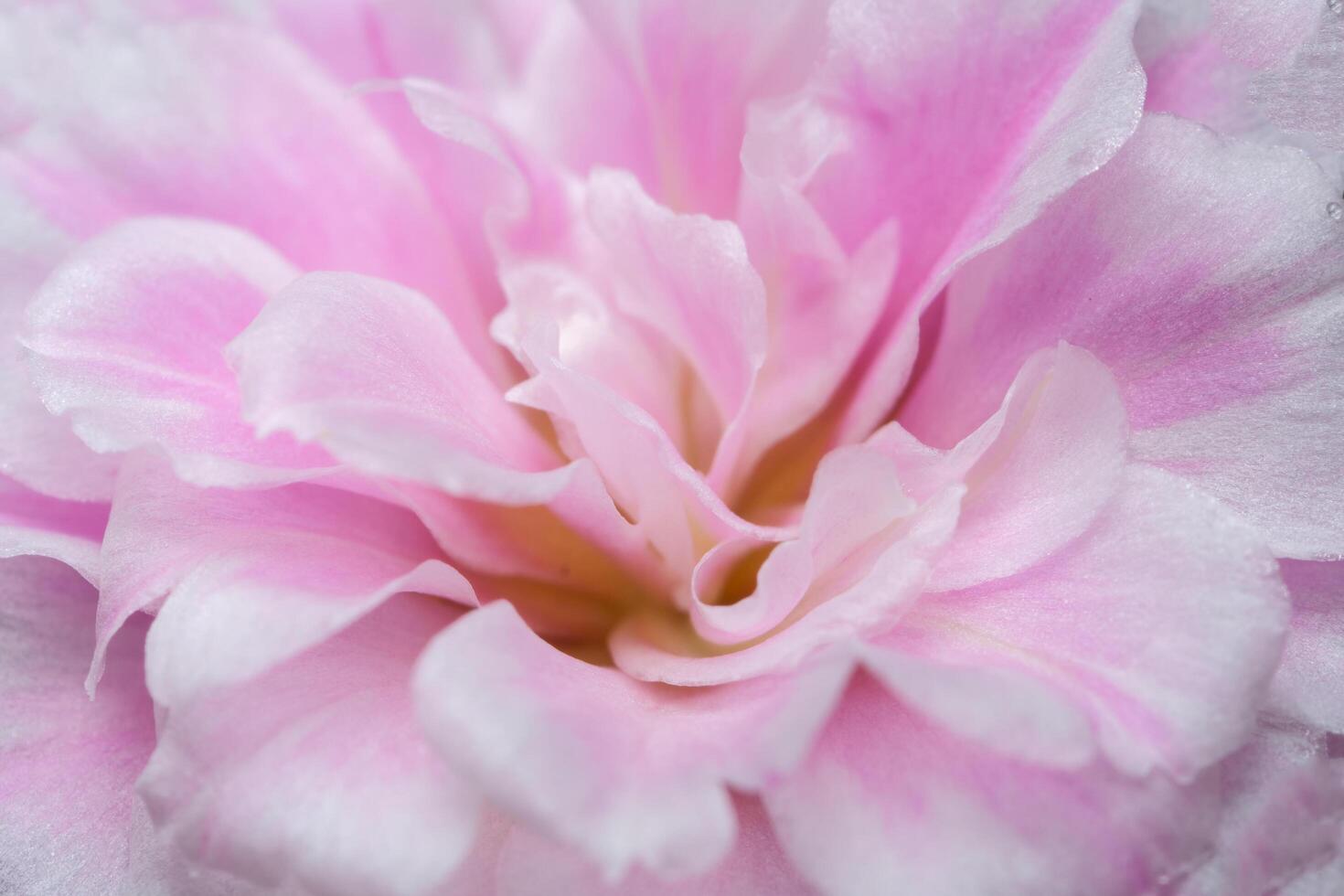 Macro fleur de portulaca oleracea photo