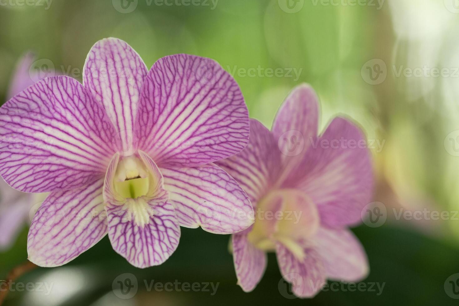 gros plan de fleur d'orchidée photo