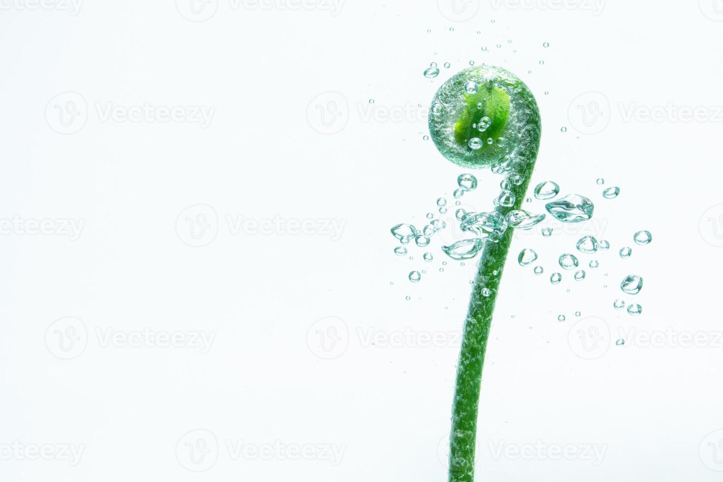 plante verte et bulles dans l'eau photo