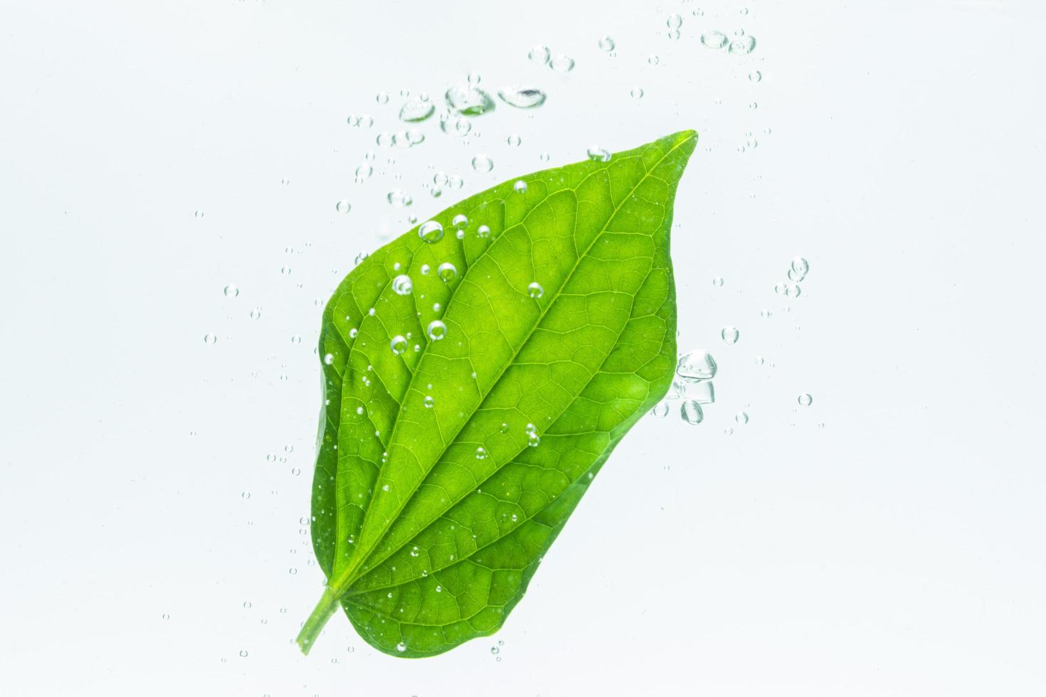 feuille verte et bulles dans l'eau photo