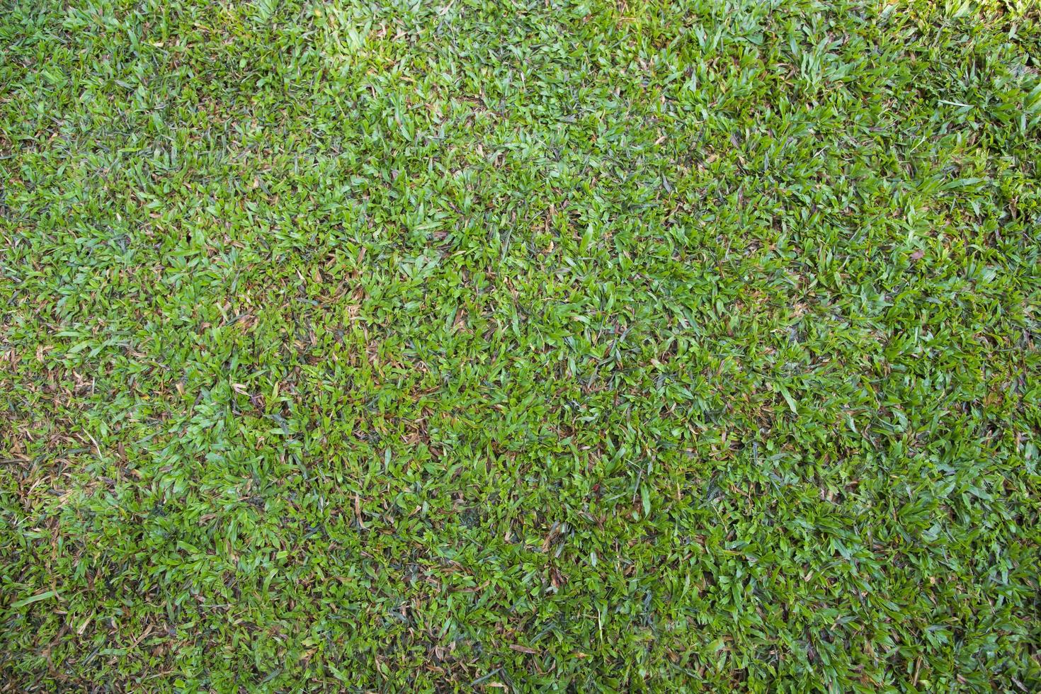 fond d'écran de texture d'herbe verte naturelle photo