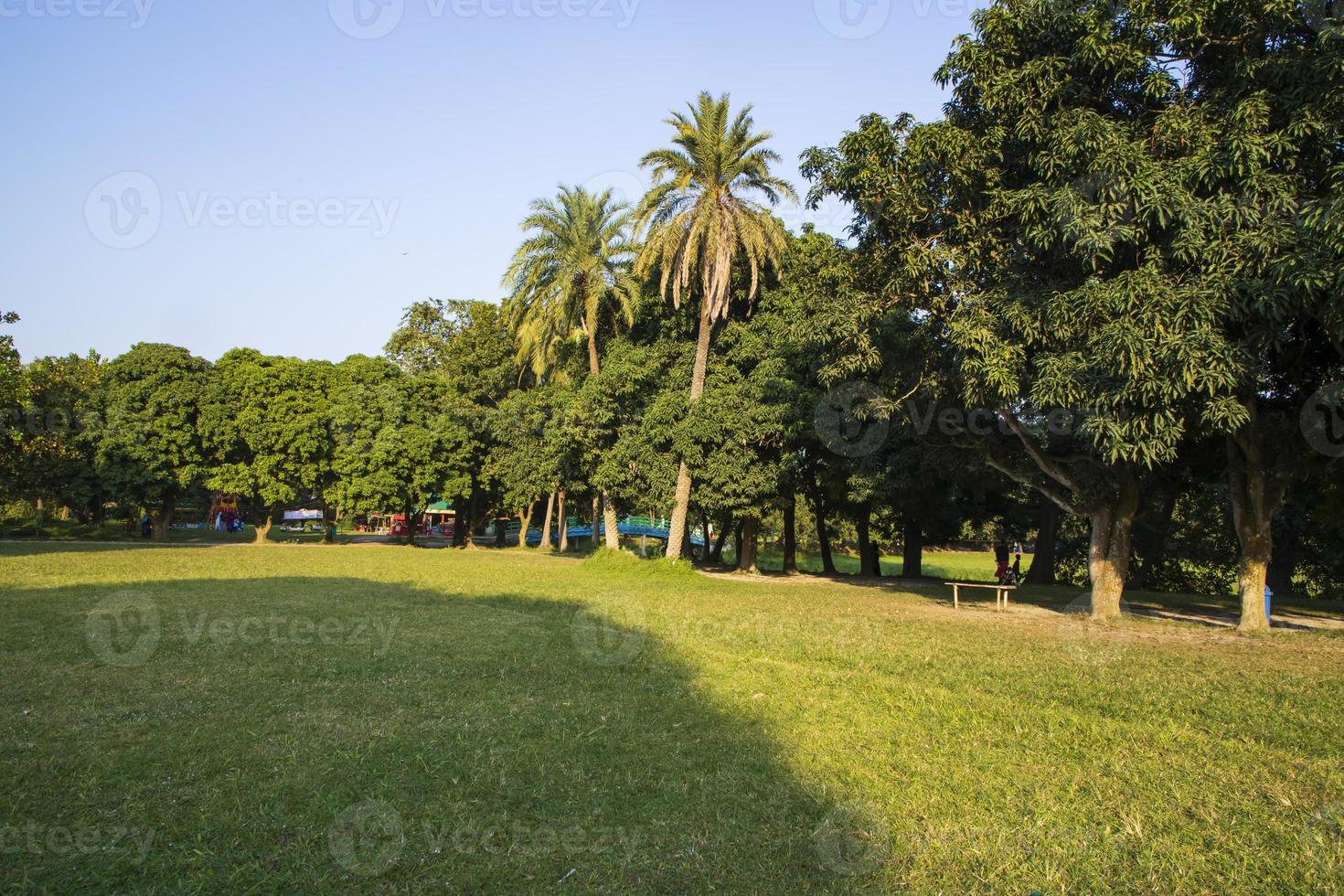 champ vert avec des arbres dans la vue sur le paysage du parc photo