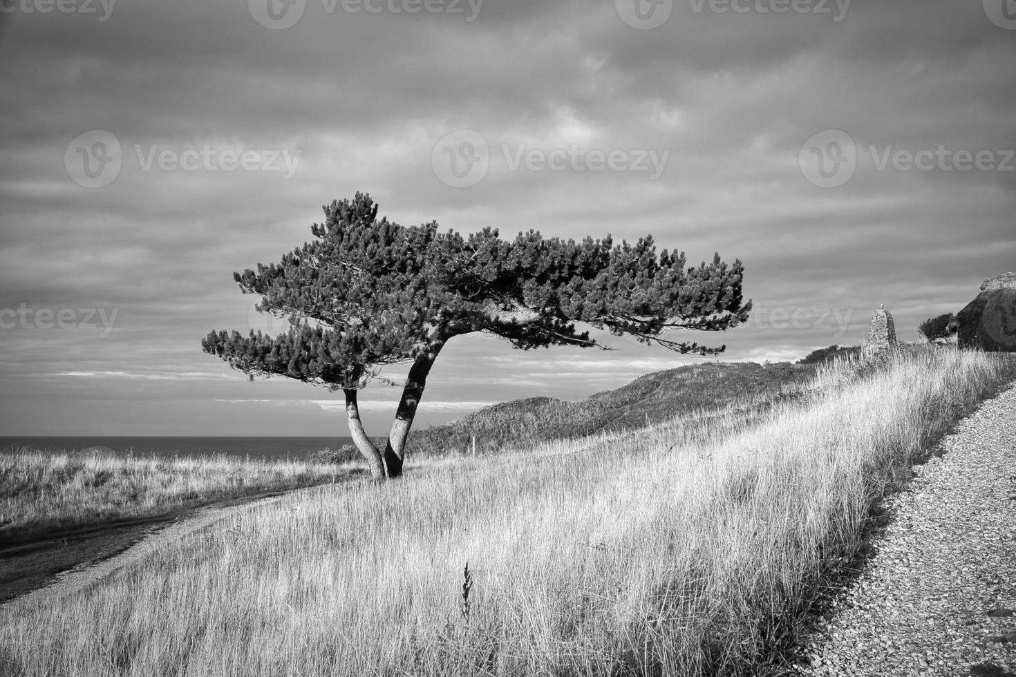 pin en noir et blanc pris sur un pré sur la côte du danemark. photo