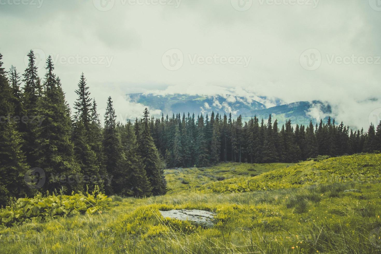 photo de paysage de lisière boisée