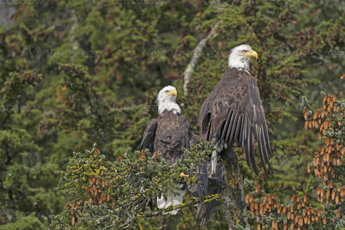 deux pygargues à tête blanche dans une épinette photo