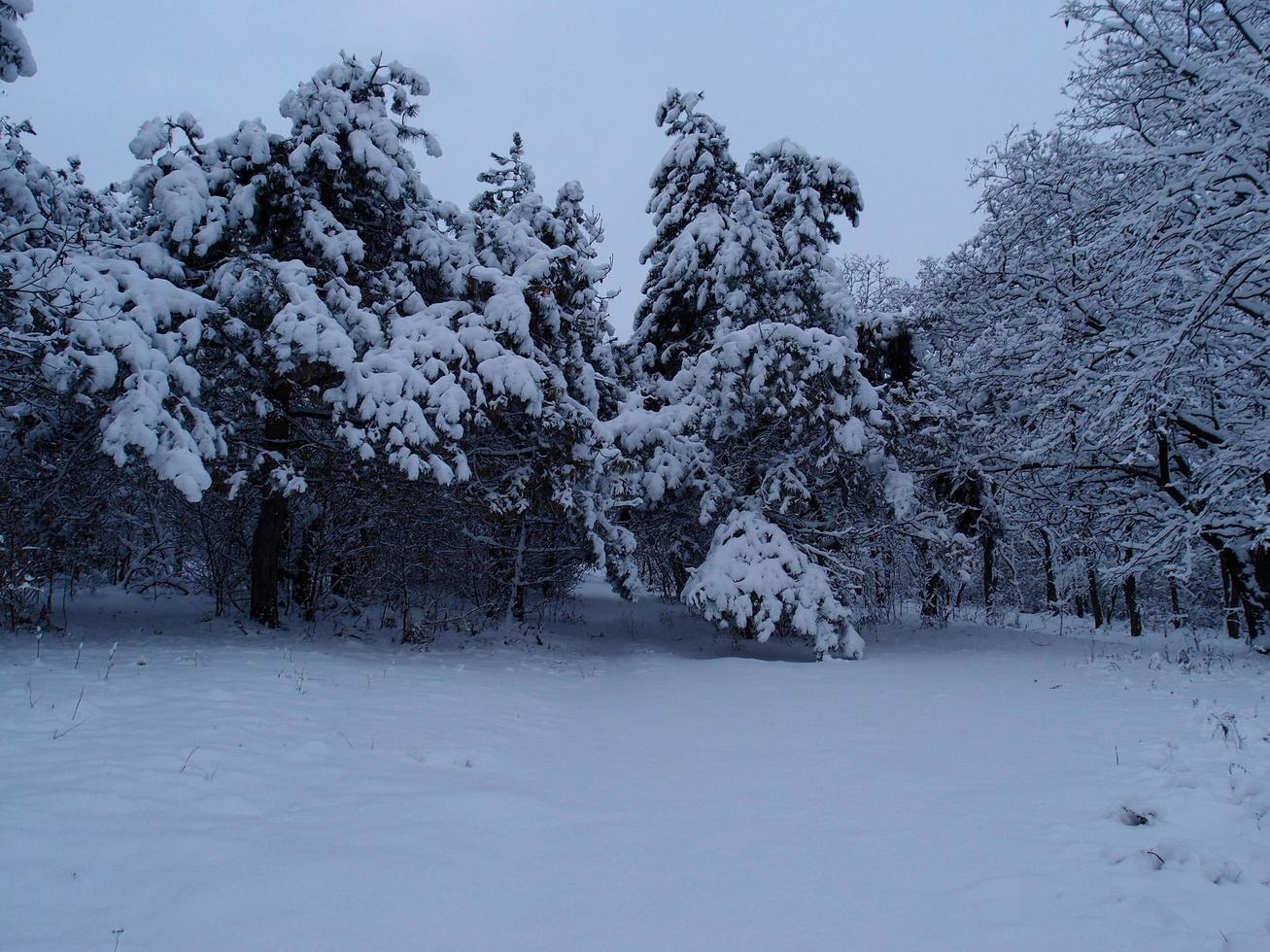 paysage naturel d'hiver avec un beau ciel et des arbres enneigés. nature ukrainienne. photo