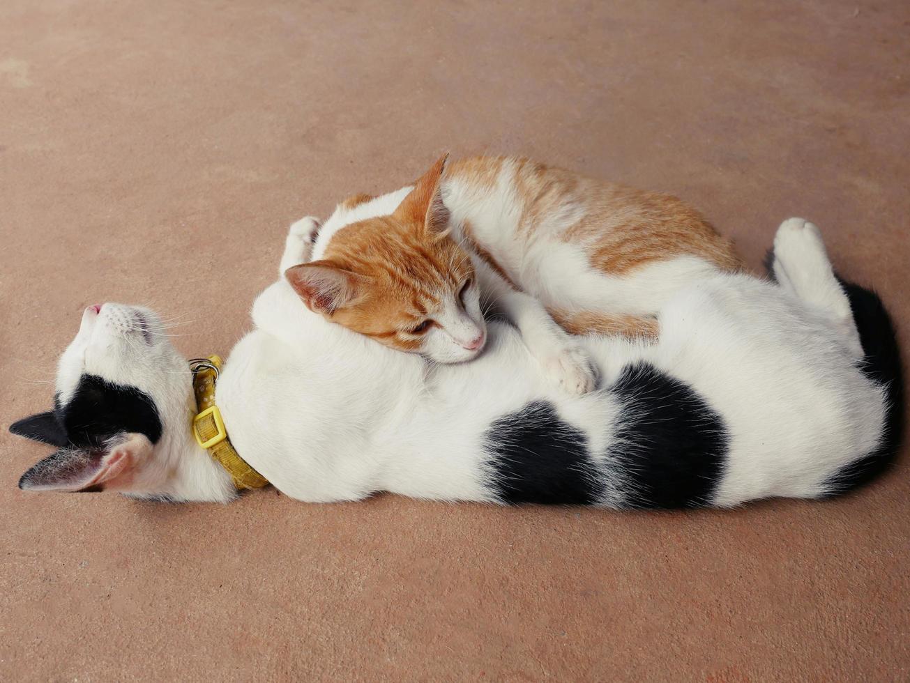 le câlin des chats mignons montre la chaleur, l'intimité, la confiance, la gaieté. photo