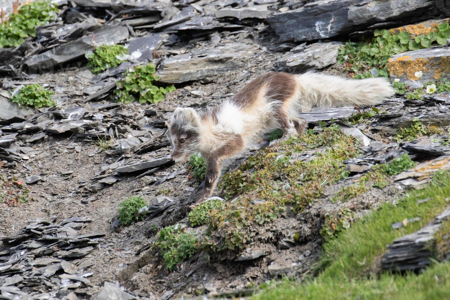 un renard arctique en pelage d'été, à la recherche d'oiseaux et d'œufs photo