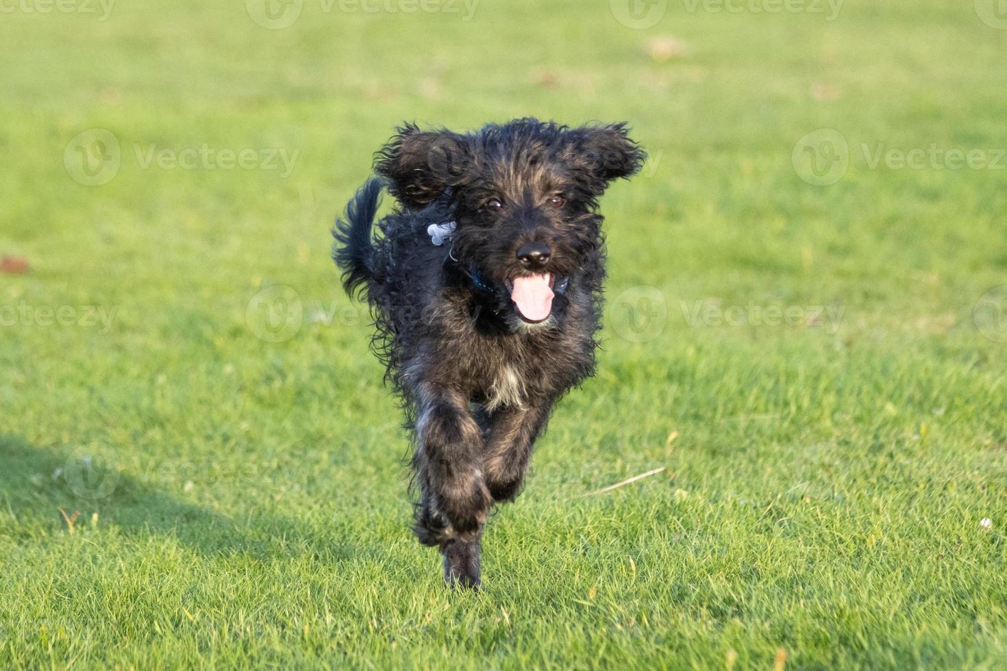 un chiot bordoodle courant dans le parc photo